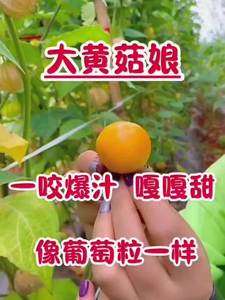 这个姑娘果在家种些试试吧