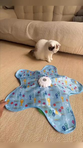给小猫买了新五角星玩具,还会发声,直接把小猫迷住了#逗猫神器 #萌宠好物 #宠物用品 #好物推荐🔥