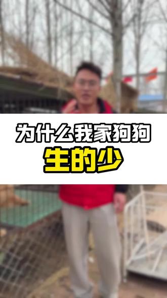 为什么我家狗狗生的少呢?#养狗经验分享 #养狗的乐趣#农村创业养殖 #三农