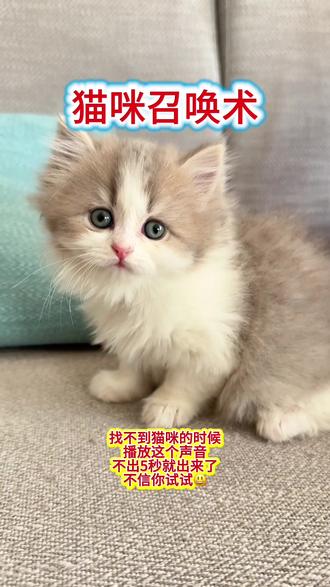 全网超火的猫咪召唤音,钻被窝率100%😄#猫语#猫语十级#猫语翻译#新手养猫#猫咪召唤术
