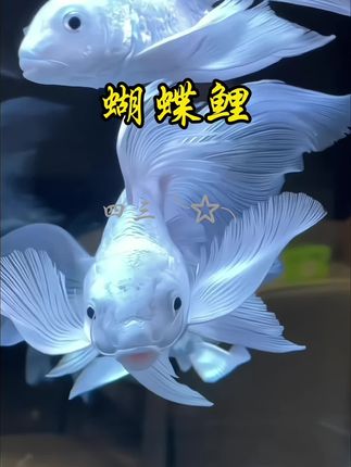 谁懂啊!鱼缸里养几条蝴蝶鲤,整个客厅都变温柔了✨  看这石膏白的鱼身,在灯光下像裹了层柔光,尾鳍展开时活像振翅的蝴蝶,游起来慢悠悠的,盯着看十分钟,一天的烦躁都散了。关键是它特别皮实,对水质要求不高,新手也能轻松养活,搭配基础过滤和打氧设备就够了,不用费太多心思照料。  不管是搭配水草造景,还是单独养在鱼缸里,都是自带氛围感的“微缩景观”,朋友来家里都要蹲在缸前拍半天。我们选的都是健康壮实的鱼苗,发货前仔细检疫,收到有任何问题都能及时处理,放心入手~#蝴蝶鲤 #鱼缸里的大自然 #观赏鱼 #轻松养鱼 #鱼缸