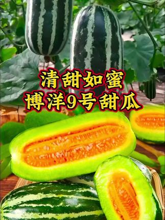 #抖音创作者大会 #抖音二创激励计划 #抖音美食推荐官 #好物推荐🔥 #博洋9号甜瓜 @抖加🔥上热门🔥dou+🔥热点宝 @DOU+小助手