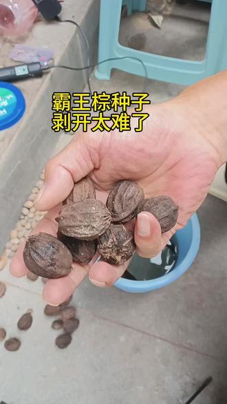 霸王棕,真的很漂亮!#霸王棕 #文玩爱好者 #菩提根 #海南黄花梨