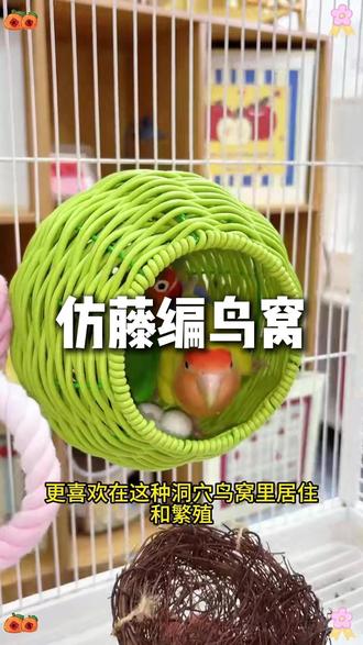 天气变暖,棉窝得换成这种藤编的鸟窝了!#鹦鹉鸟窝 #仿藤编鸟窝