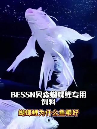 BESSN贝森蝴蝶鲤专用饲料高蛋白锦鲤鱼食上浮型颗粒鱼粮增白靓磷#鱼缸里的大自然 #轻松养鱼 #鱼儿自由自在的水中游 #观赏鱼 #蝴蝶鲤饲料