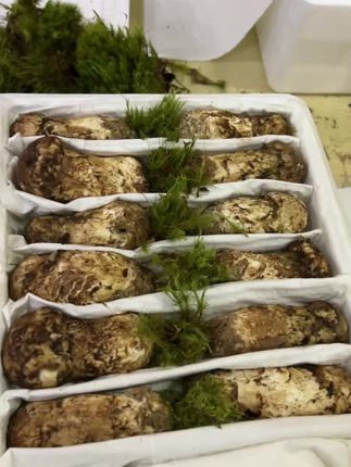 #松茸发货 #优质农产品 #菌子的季节