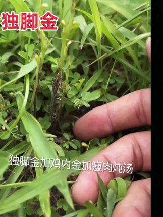 只有雄蕊,没有雌蕊 独脚金 根茎叶10克 20克 50克起拍#大自然的馈赠 #快来一起尝个鲜 #家乡特色 #你吃过吗 #儿时味道