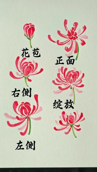 国画菊花六种形态画法。#国画 #国画教程 #国画教学 #画画 #传统文化