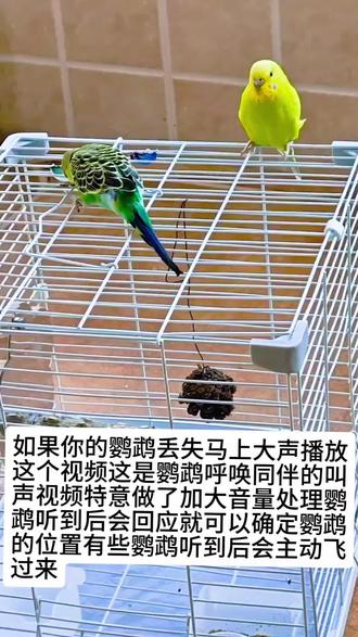 寻鸟叫声
如果你的鹦鹉丢失马上大声播放这个视频这是鹦鹉呼唤同伴的叫声视频特意做了加大音量处理鹦鹉听到后会回应就可以确定鹦鹉的位置有些鹦鹉听到后会主动飞过来#鹦鹉 #鹦鹉小白 #鹦鹉小白 #鹦鹉鹦鹉萌萌哒逗鹦鹉