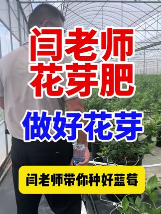 闫老师蓝莓花芽肥,做好花芽,闫老师带你种好蓝莓 #闫老师 闫老师蓝莓花芽肥,做好花芽,闫老师带你种好蓝莓 #闫老师讲蓝莓 #蓝莓种植技术 #花芽分化