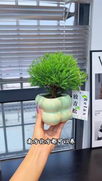 放青松,这下真的要放轻松了#放青松绿植礼物 #放轻松 #雾凇