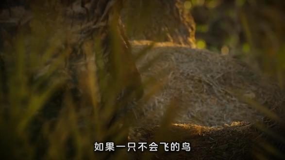 600万年前鸟中恶霸,凭一己之力称霸地球,最终把自己玩没了 #史前世界纪录片 #动物百科 #骇鸟 #生物科普