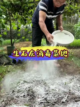生石灰粉消毒杀虫#生石灰粉 #生石灰消毒 #生石灰 #种菜技术 #种菜小技巧