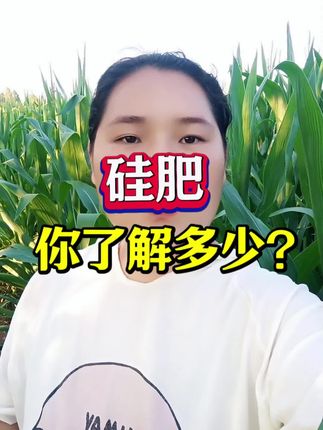 第四大元素硅肥,你了解多少?#硅肥的重要性 #硅肥的作用 #禾本科植物