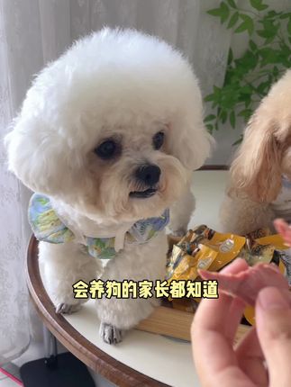 就这一块多一包的鸭胸肉,把我家狗子吃的白白胖胖的,一点泪痕都没有#家有馋嘴狗 #宠物零食 #小馋狗