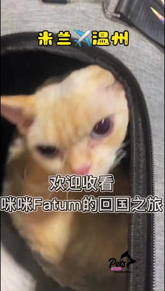 ✈️从米兰奔赴温州
小猫咪Fatum踏上远行之路
本次出行一价全包省心托管
不用费心对接繁杂手续
飞行途中细心呵护陪伴
每一段路程都妥善安置
安心等候宝贝平安到家,开启惬意新生活
#欧洲宠物托运 #欧洲宠物回国 #带猫回国 #国际宠物托运 #意大利宠物回国
