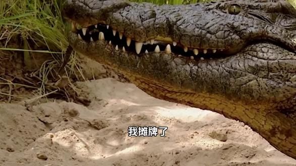 2 亿年 “苟住” 家族,今遭人类逼至绝境,鳄鱼哭了! #野生动物保护 #创作者中心 #创作灵感 #鳄鱼 #抖音精选