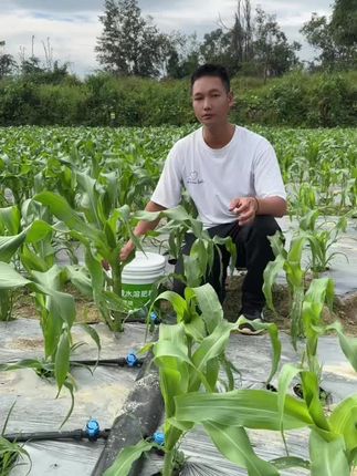 浇了全啧啧和没有浇的对照,甜脆玉米#甜脆玉米 #农业种植 #三农 #云南虎哥