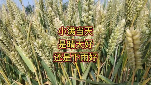 小满当天,是晴天好,还是下雨好 #内容启发搜索 #三农流量扶持计划