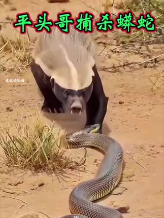 平头哥捕杀蟒蛇翻车! #纪录片#蜜獾平头哥 #懂车帝AI选车