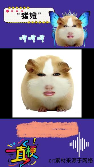 猪妞要吃火鸡面#猪妞#上热搜 #创作人计划 #梗