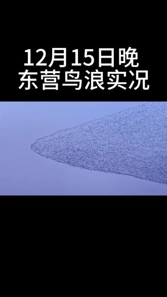 12月15日晚东营鸟浪,群鸟振翅如巨鲸逐浪,把《逍遥游》搬进现实。#东营鸟浪#观鸟季#黄河入海口#东营常师傅#鸟类摄影