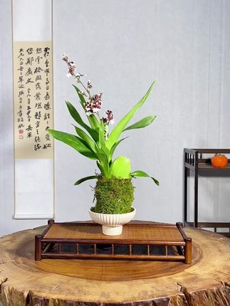 巧克力文心兰苔藓球绿植 #园艺 #养花知识 #花草绿植盆栽 #国风雅韵 #绿植盆栽
