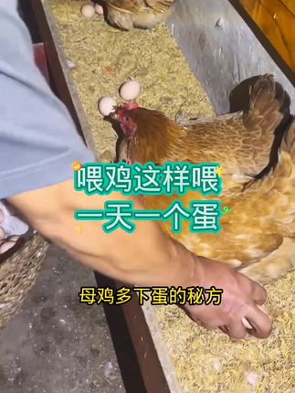 #养鸡#养鸡小妙招#鸡鸭鹅#鸡鸭鹅养殖