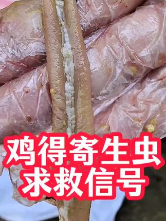 #上热门 #三农#抖音助农#鸡驱虫#内外双驱@抖音小助手 @DOU+上热门