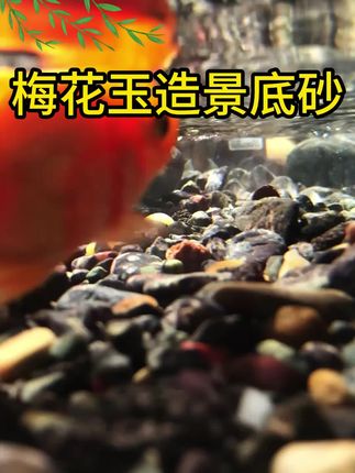 #造景底砂 #鱼缸里的大自然 #水族造景 #水族造景 #观赏鱼