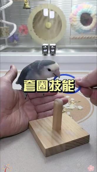 手养鹦鹉日常训练08 鸟宝日常训练#鸟宝 #鹦鹉日常
