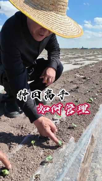 芯创种业 漂亮棉花如何管理~#芯创种业#棉花种植 #棉花种子#芯创红宝石#芯创小钢炮