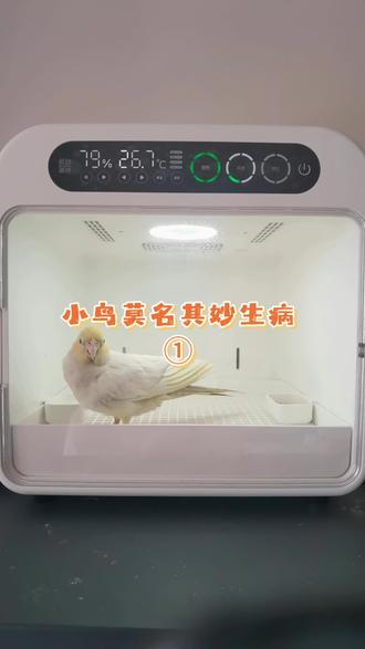 鹦鹉莫名其妙生病原因解析 和大家聊聊鹦鹉突然生病容易被忽略的原因,都是养鸟过程中容易忽略的细节~
#鹦鹉 #玄凤鹦鹉 #鹦鹉生病 #鹦鹉预防 #萌宠