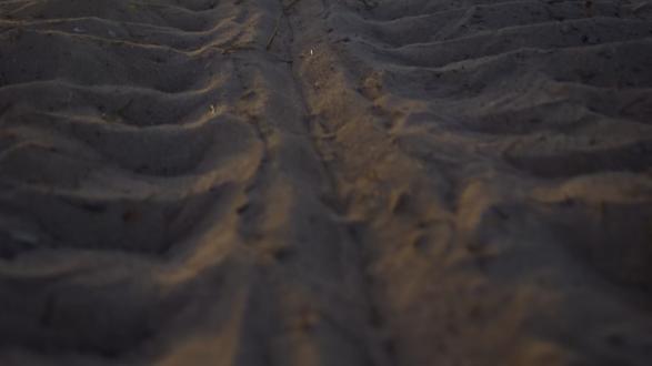 由死向生的绿海龟#抖音精选 #抖音硬核版 #神奇动物在抖音 #科普 #纪录片