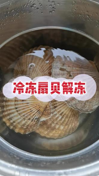 俄罗斯进口大扇贝 各个带卵。