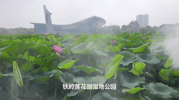 铁岭莲花湖湿地公园#荷花#旅游景点