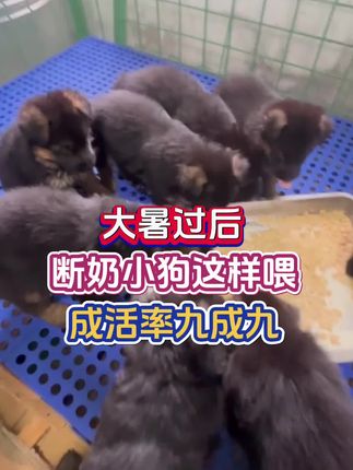 大暑过后,断奶小狗这样喂,成活率九成九#养狗 #宠物狗 #土狗 #狗狗 #新手养狗