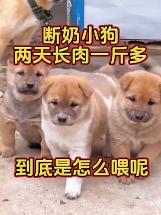 #养狗经验分享 #养殖户 #狗狗 #养狗