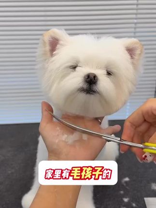 宠物修毛剪毛的剪刀,毛孩子修毛美容#养狗经验分享 #萌宠好物 #不养狗不知道养狗的乐趣 #萌宠出道计划 #宠物用品