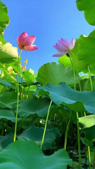 “接天莲叶无穷碧” #诗词 #古诗