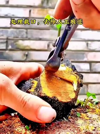 #创作灵感 #盆景 麦斯旺球节剪锋利耐用不伤枝,盆景树节树溜截口制作首选工具 #盆景素材 #盆景制作 #盆景艺术