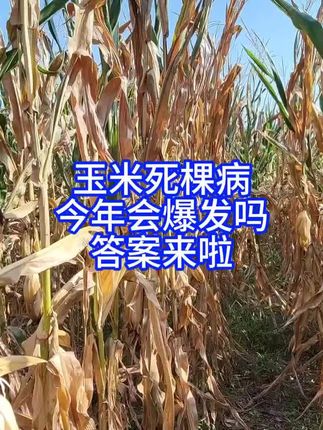 玉米死棵病,今年会不会爆发,答案来啦 #三农流量扶持计划 #抖音创作者大会 #玉米种植 #抖音助力三农上热门