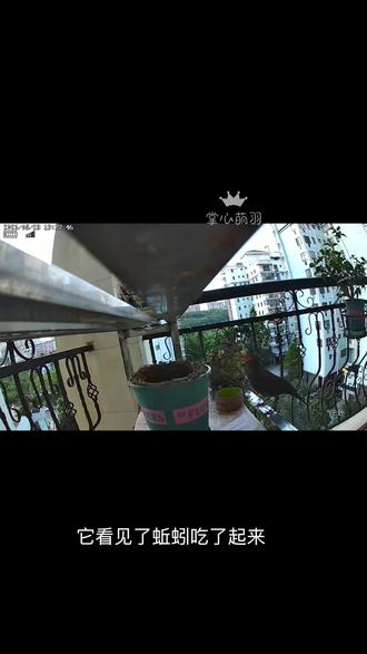 乌鸫在人类阳台筑巢生蛋 发现乌鸫吃我给的蚯蚓,但是它不喝水,期待半个月以后小鸟出壳哦😃#乌鸫鸟#野鸟在阳台筑巢#保护野生鸟类#野生鸟在人类阳台筑巢生蛋#监控视角