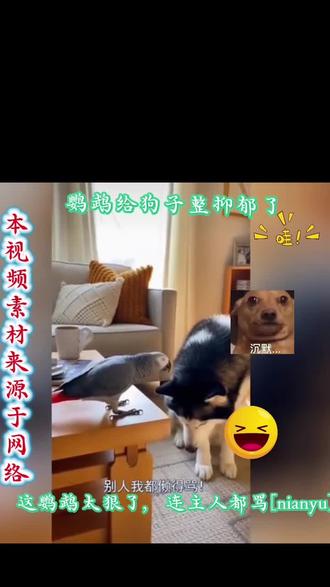 鹦鹉学舌到家了😄#每日一笑 #不可思议 #小鹦鹉的日常 #可爱有趣