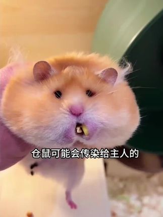 养鼠人一定要注意的问题,就是每个月定期做一次驱虫! #如何养仓鼠 #鼠鼠我呀 #仓鼠日常 #新手养鼠指南 #鼠鼠我呀
