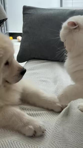 在猫和狗眼里,人是什么东西? #猫咪 #狗 #动物的迷惑行为 #铲屎官的乐趣