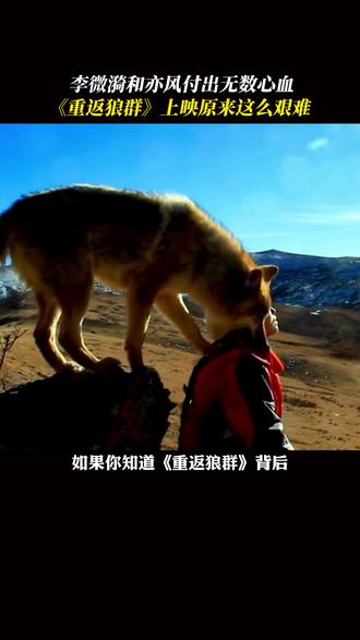 #重返狼群 纪录片背后付出无数心血,#李微漪 和#亦风 用7年和一身病痛让格林被看到#狼王格林 #保护自然