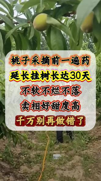 桃树打药管理 桃子下树前最后一遍关键用药#桃树 #桃树管理 #果树管理 #增产增收 #种植技术