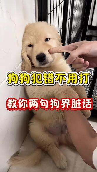 狗狗犯错不用打,教你两句狗界脏话#养狗经验分享 #科学养宠攻略 #狗狗小知识 #养狗人 #狗狗