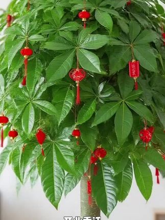 #发财树 #绿植盆栽  大发财树盆栽大客厅大绿植室内大型植物室内外盆景发财树净化空气